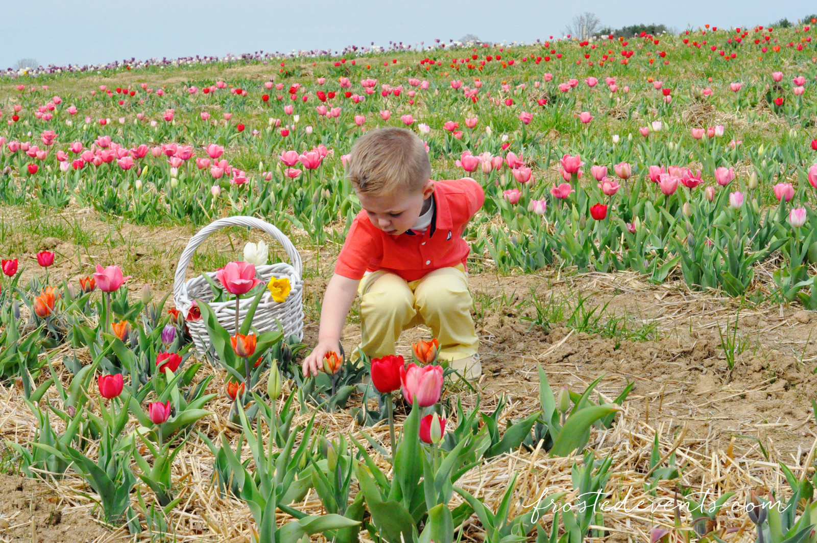 Washington DC Family Fun Events for Kids Spring Tulips Flower Picking at Burnside Farms Virginia family friendly family travel 