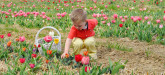 Washington DC Family Fun Events for Kids Spring Tulips Flower Picking at Burnside Farms Virginia family friendly family travel
