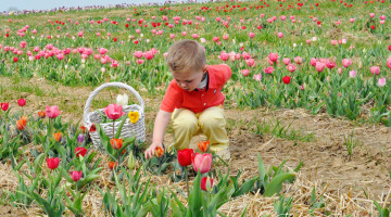 Washington DC Family Fun Events for Kids Spring Tulips Flower Picking at Burnside Farms Virginia family friendly family travel
