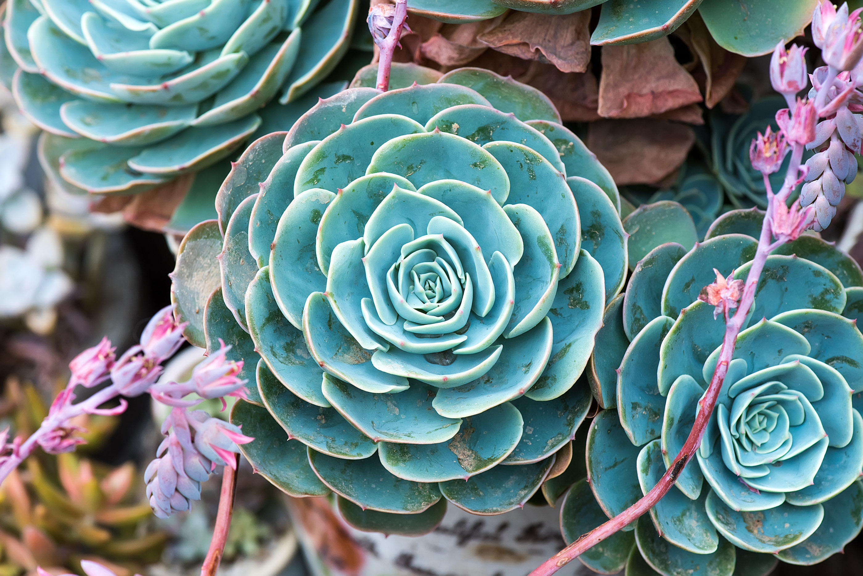 Succulents - Where to Find Them for Your Garden,... - Misty Nelson ...