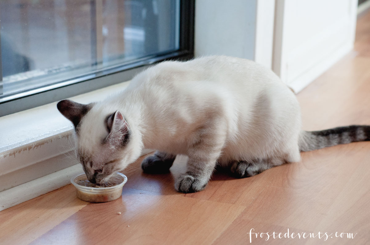 8 Things Your Cat Needs For A Healthy, Happy Life -Catsfood Cat Food Must Haves 