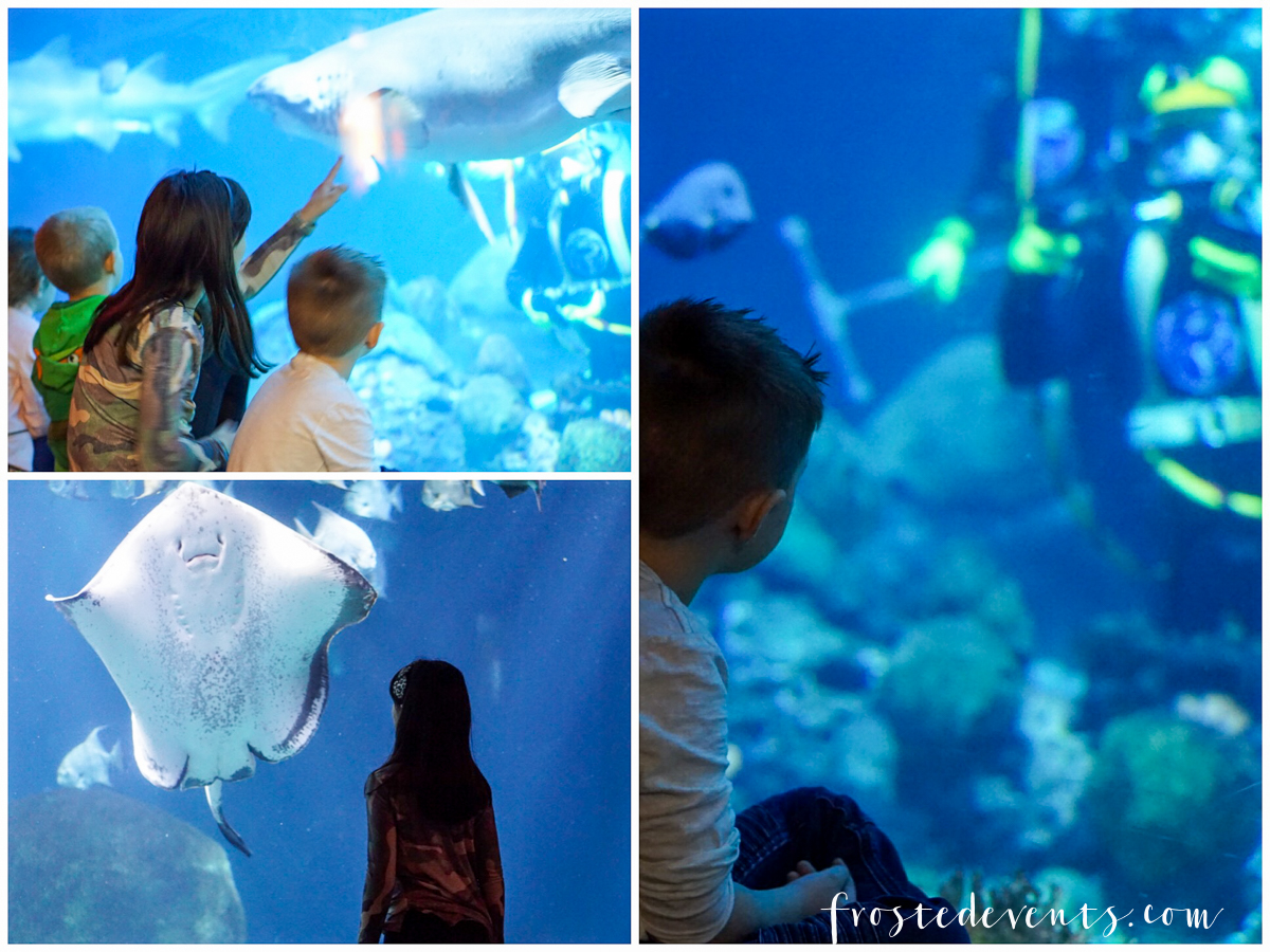 Tennessee Aquarium and Chattanooga Zoo Chattanooga Tennessee Things