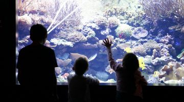 Tennessee Aquarium and Chattanooga Zoo - Chattanooga Tennessee Things to Do with Kids via Family Travel Blogger Influencer Misty Nelson