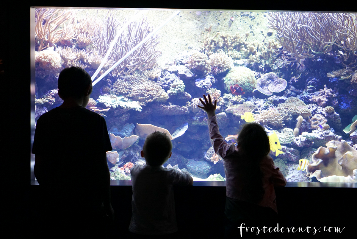 Tennessee Aquarium and Chattanooga Zoo – Day 3 in Tennessee
