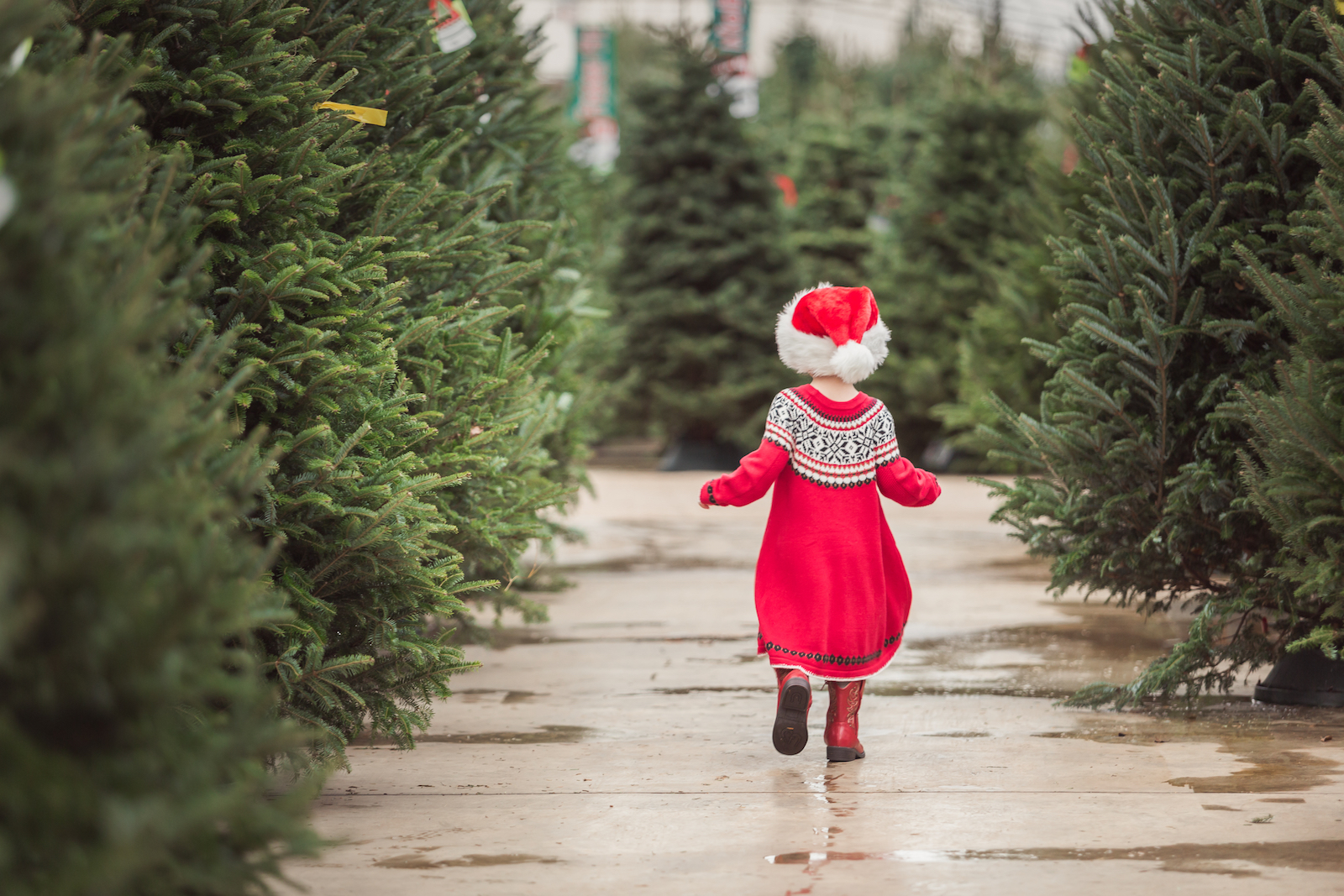Christmas Tree Farm – A Guide to Making The Trip a Holiday Tradition
