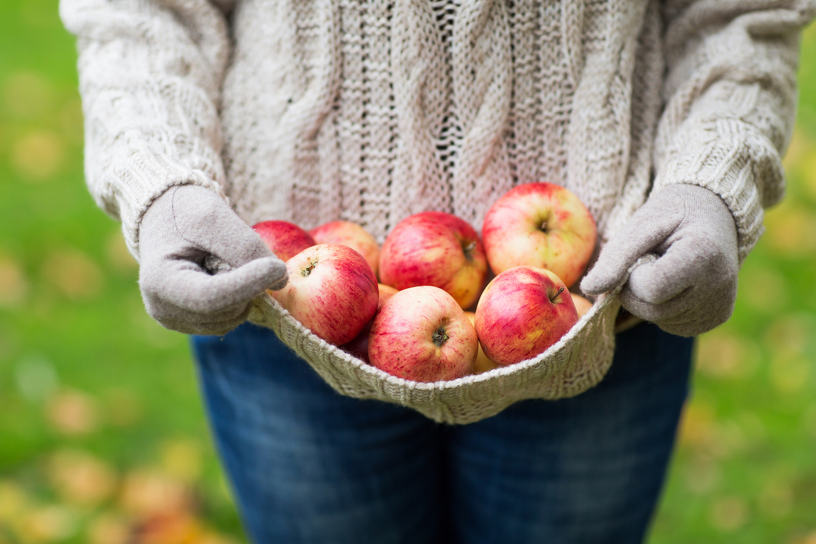 Apple Orchard near me - where to pick apples and apple recipes 