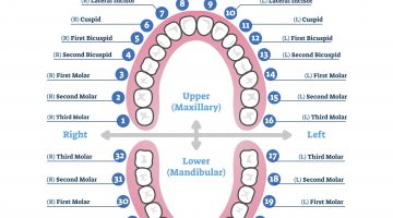 Tooth number chart - teeth numbers