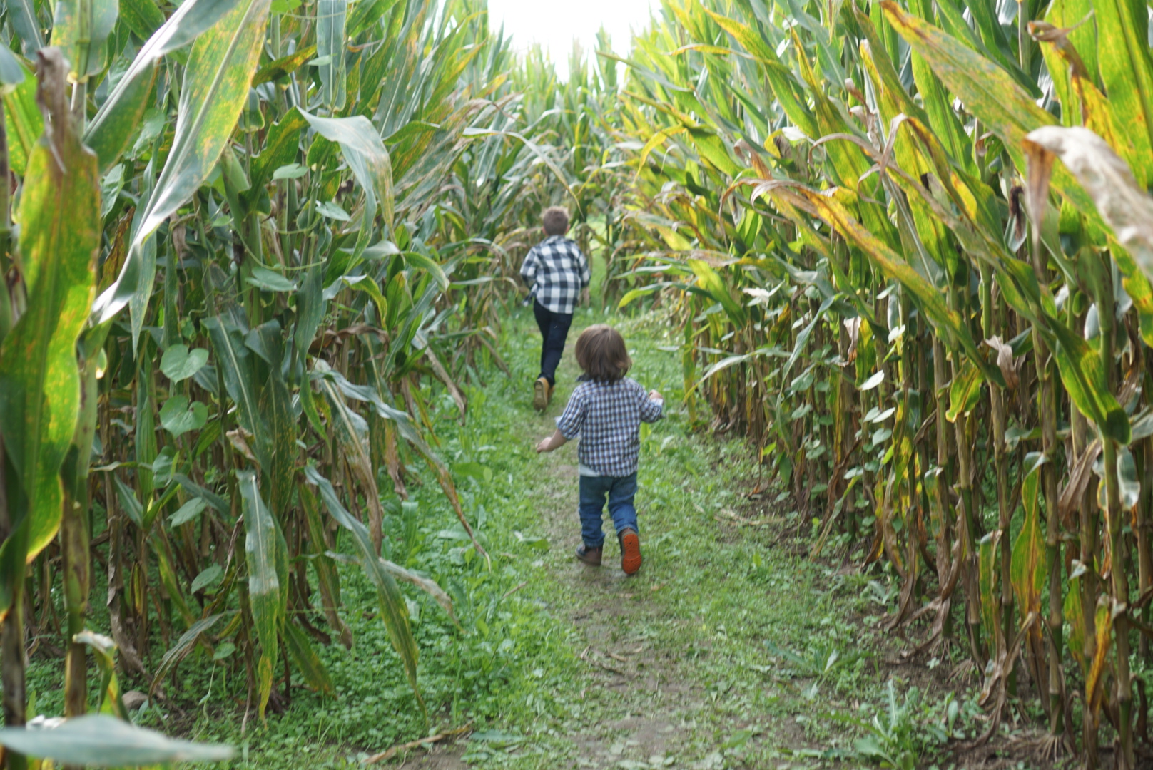 Corn Maze NC - Pumpkin Patches and Fall Things to Do - North Carolina - Alpha and Omega 
