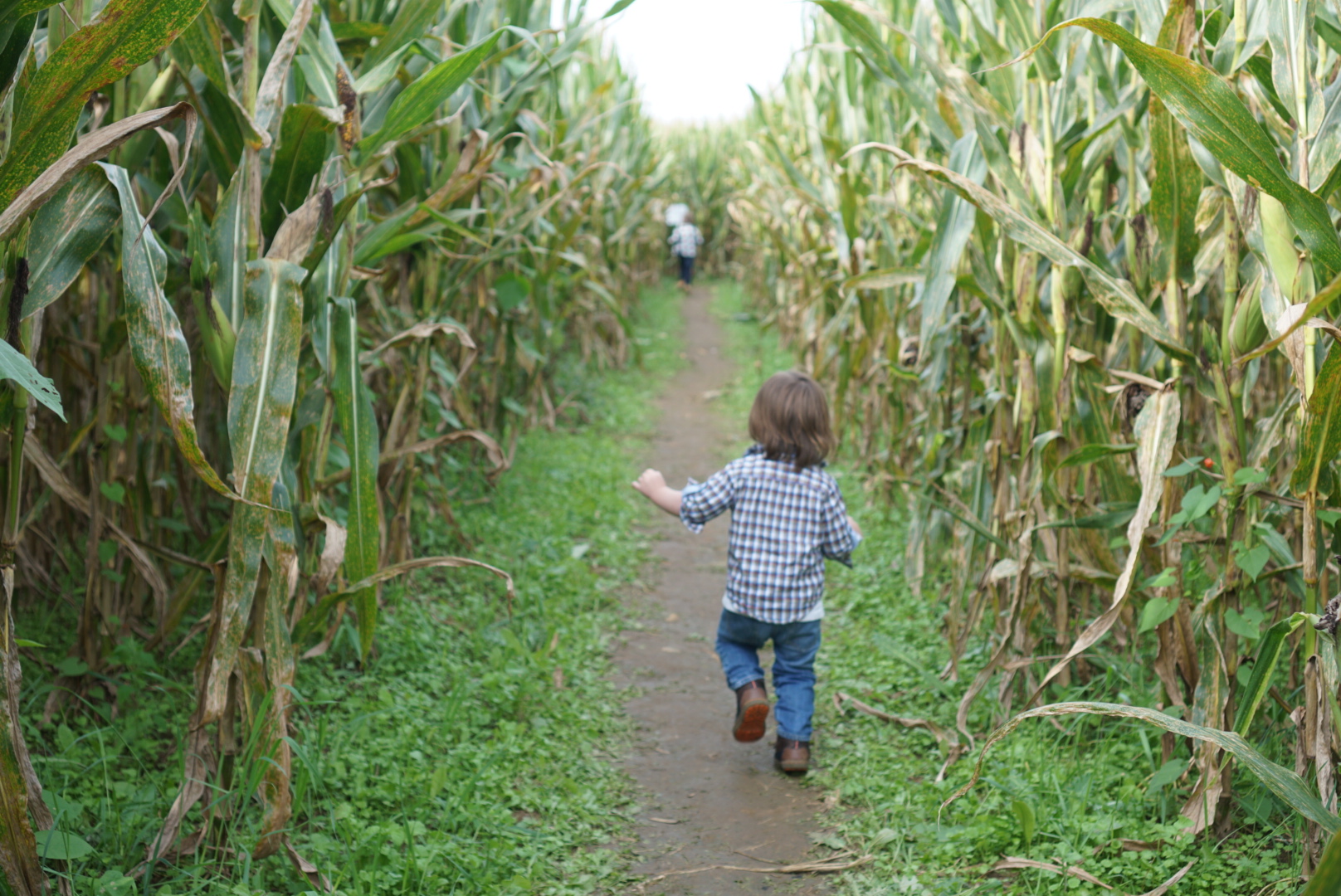 Corn Mazes in NC - Pumpkin Patches and Fall Things to Do - North Carolina - Alpha and Omega - running in corn maze