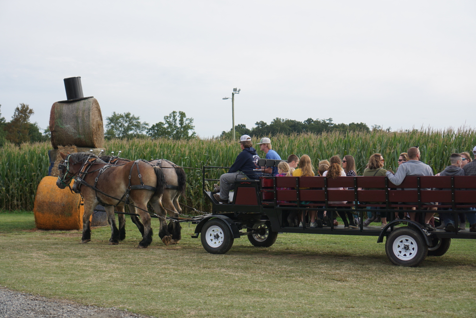 Corn Mazes in NC - Pumpkin Patches and Fall Things to Do - North Carolina - Alpha and Omega - hayrides