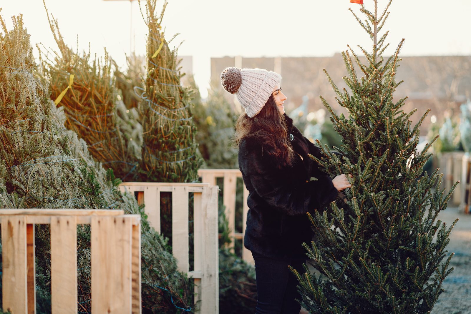 Christmas Trees Near Me - Cut Your own tree farm 