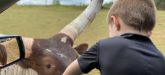 Lazy 5 Ranch - Drive Through Zoo in Mooresville NC - Things to Do With Kids- Day Trips and Family Travel in North Carolina longhorn