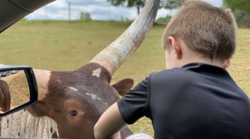 Lazy 5 Ranch - Drive Through Zoo in Mooresville NC - Things to Do With Kids- Day Trips and Family Travel in North Carolina longhorn