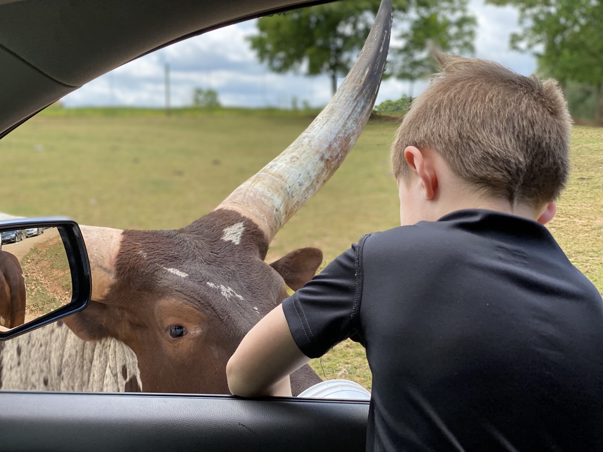 Drive Through Zoo in North Carolina The Lazy 5 Ranch NC