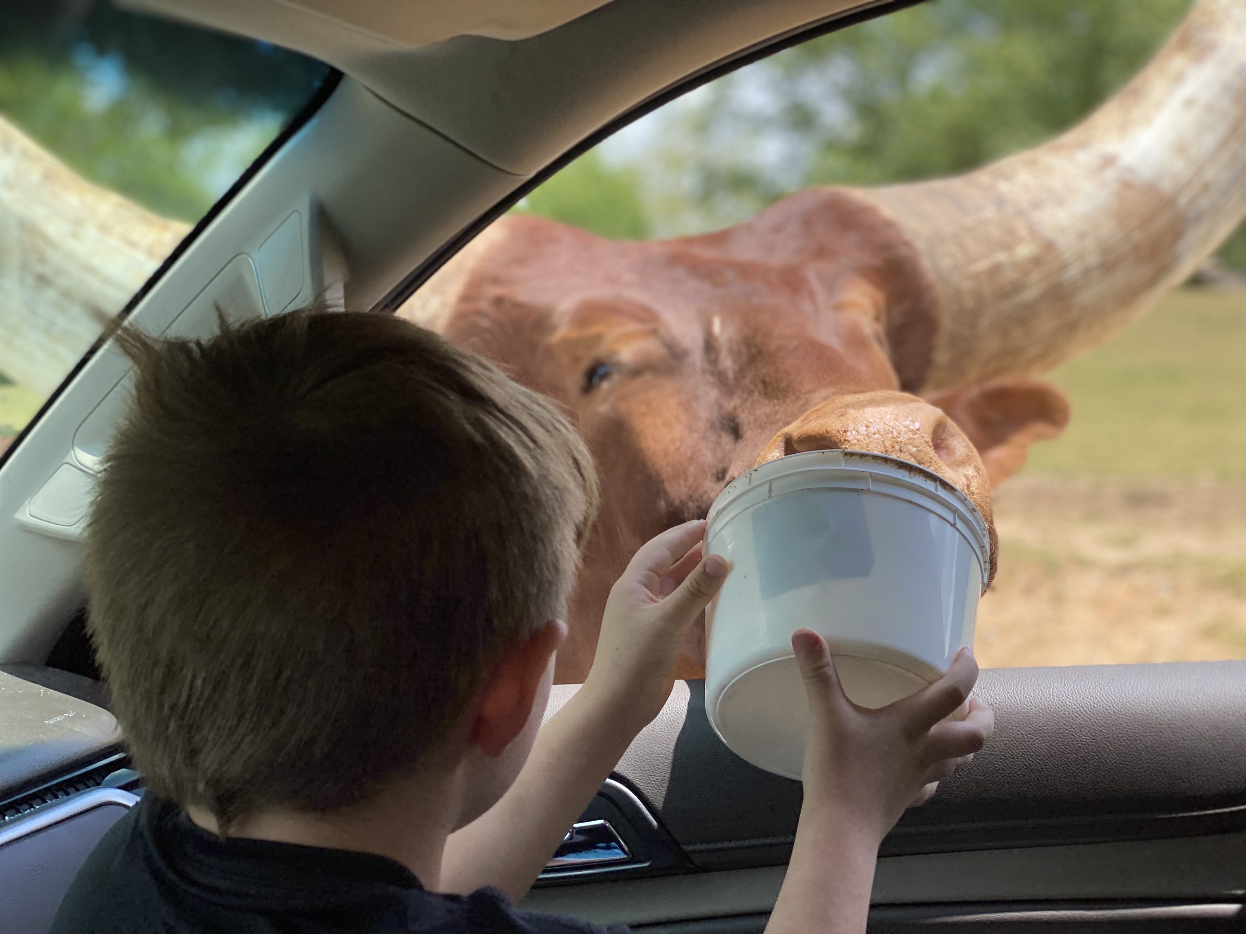 Lazy 5 Ranch - Drive Through Zoo in Mooresville NC - Things to Do With Kids- Day Trips and Family Travel in North Carolina feed animals