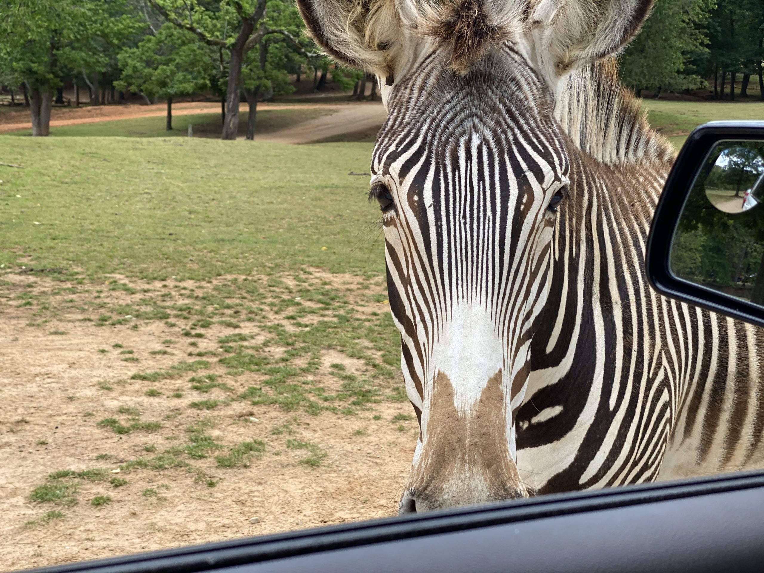 Lazy 5 Ranch - Drive Through Zoo in Mooresville NC - Things to Do With Kids- Day Trips and Family Travel in North Carolina zebra