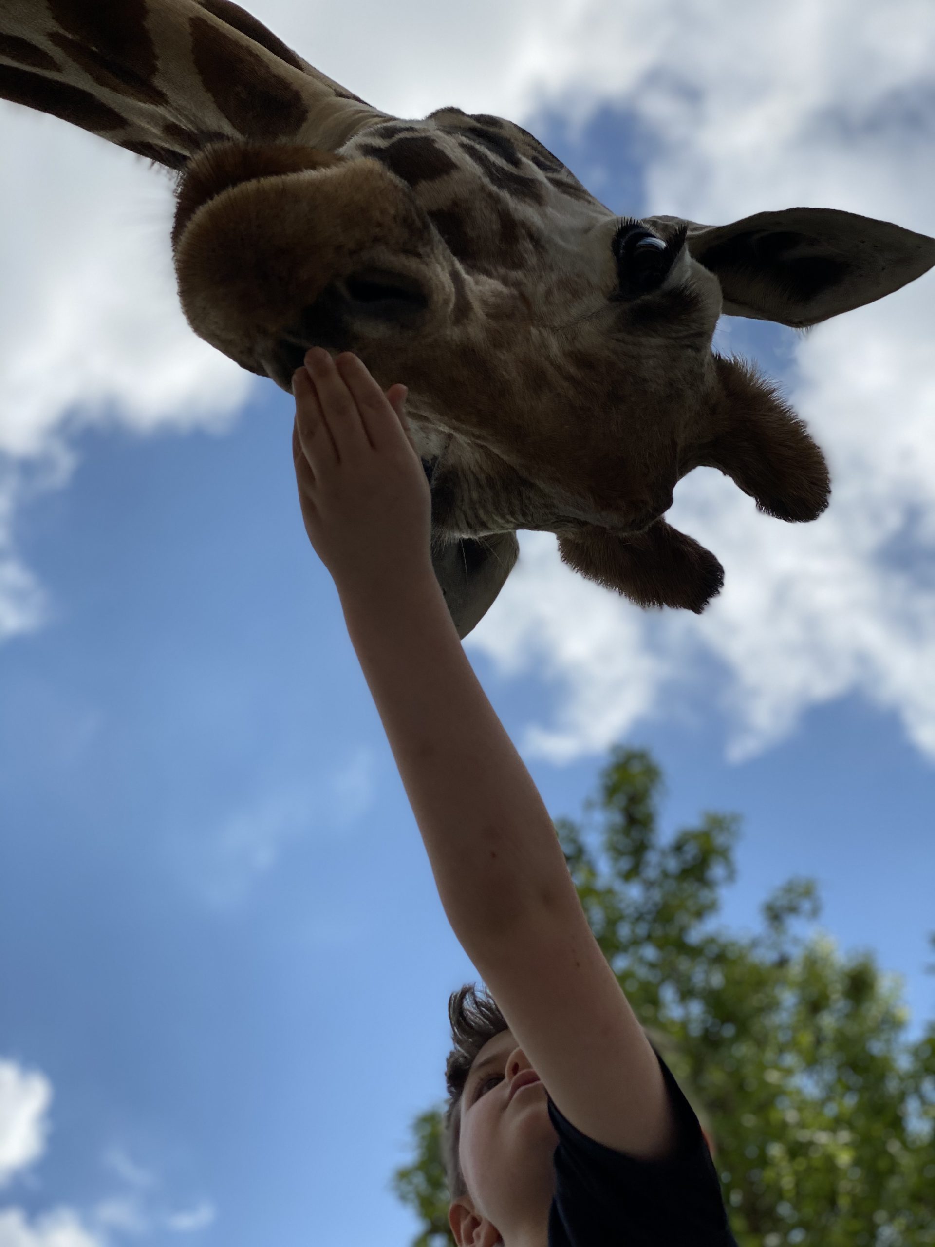 Lazy 5 Ranch - Drive Through Zoo in Mooresville NC - Things to Do With Kids- Day Trips and Family Travel in North Carolina
