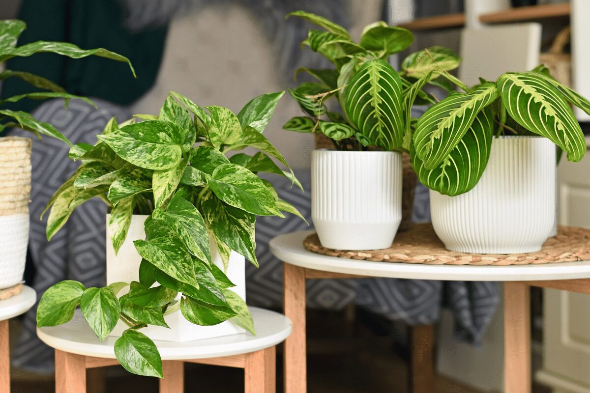 How to Grow a Prayer Plant – House Plant Care