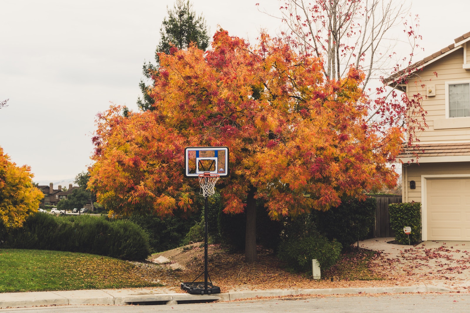Best Maple Tree to Grow in Your Yard or Garden